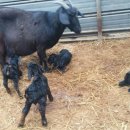 아기염소 이미지