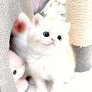 일산고양이분양 받고 우리집 복덩이 만났어요 행복한 후기!