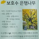 말하는 은행나무 이미지