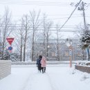 메드스타판매 | 비에이 일일 버스투어 후기 크리스마스나무 청의호수 흰수염폭포 닝구르테라스