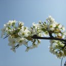 배꽃다방 이미지