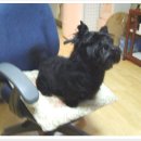 닥터훈트 이미지