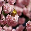 벚꽃과 찰스 3세 대관식 준비: 수요일 최고의 보도사진(Mar 1) 이미지