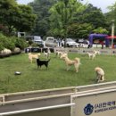 어서오시개 이미지