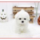 꼬마애견샵 이미지