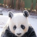 바오 이미지