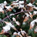 눈꽃이피다 이미지