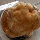 자연산 상황버섯의 종류 이미지