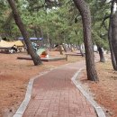 연곡해변 솔향기캠핑장 이미지
