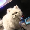 시크노래연습장 이미지