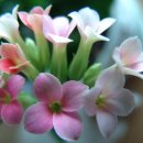 에덴농장2 이미지