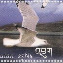 226. 한국재갈매기 (Mongolian Gull) 이미지