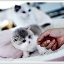 강남고양이분양 스타돌스 이미지