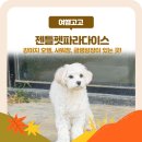 문경새재반려동물힐링센터(젠틀펫파라다이스) | 문경 젠틀펫파라다이스 강아지 호텔, 샤워장, 글램핑장이 있는 곳