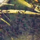 장산생태습지공원 위 자연연못 장산 올챙이 첫 부화 이미지