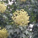 서부대로 이미지