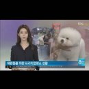 바비숑펫살롱 | 2017년8월 12일 (광주 프리미엄 펫 쇼) 애견미용경연대회 참가