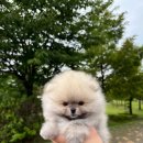 디디에퍼피 이미지