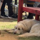 콩이카센타 이미지