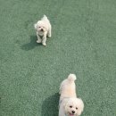 멍멍 애견미용 이미지