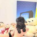 아이러브독 애견미용실 이미지