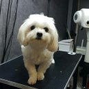 두산이네 애견샵 이미지