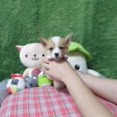 리얼펫강아지고양이분양