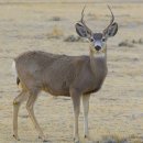 풍천사슴농장 이미지