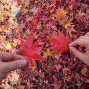 단종역사관 | (영월) 11월 영월가볼만한 곳/영월단풍명소/단종 능 : 영월 장릉