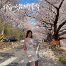 가탄교 입구 | 하동 벚꽃 실시간: 이번 주 다녀왔어요(교통정보,주차,야간팁❤️)