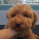 엣지있개 이미지