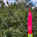 2025년 UTMB 제주트랜스 70K 트레일러닝 이미지