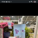'삼일홍'과 '우전' - 2026년 영국 HTA National Plant Show에서 Silver Award수상 이미지