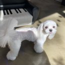 텐시퍼피 이미지