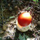 무등산버섯 이미지