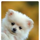 행복한동물병원 이미지