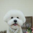 담담 그루밍 샵 이미지