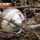 코리아헌터 이미지