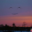 비둘기집 이미지