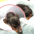 필립동물병원 이미지