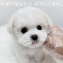 야옹아 멍멍해봐 이미지