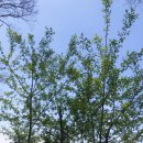 골든목장 이미지