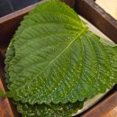 주주총회노래연습장 | [흑석 맛집] 두꺼운 숙성회 맛집 '주주총회'/ 솔직후기/ 흑석동 맛집/ 흑석동 초밥