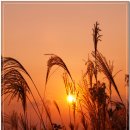 하늘공원 이미지