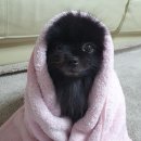 뽀송펫 이미지