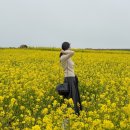 청보리축제장 | 제주도 가파도 청보리 축제 배편 예약 배시간