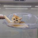 고양이분양 꽃개와 꽃냥 인천 청라점 이미지