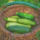 애호박 이미지