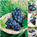 민영이네 이미지