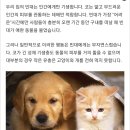 반려동물을 키우는 여시들에게 희소식: 개와 고양이는 빈대에 안물림 이미지